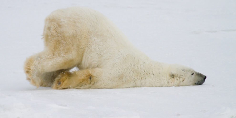 Have you been languishing too? A blog by REALTOR Sandy Walsh of Exact Home Team